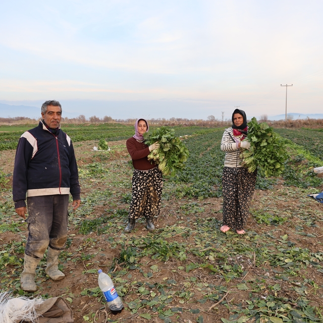 Aydın'da soğuk hava sebzeyi vurdu, tarlada verim düştü