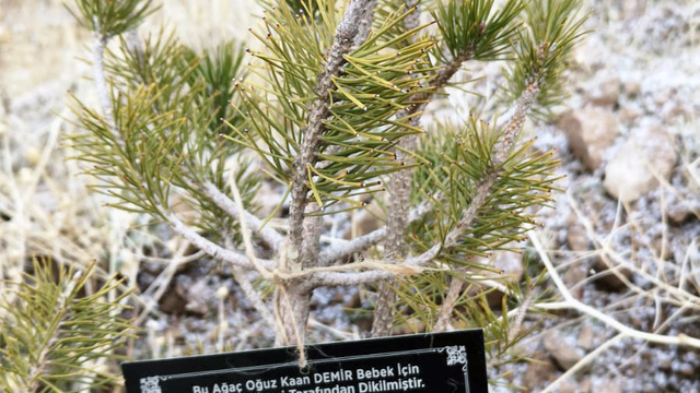 Talas'ta geçen yıl doğan bebekler adına 335 fidan toprakla buluşturuldu