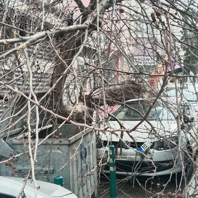 Kamyon çarptı, çınar ağacı araçların üzerine devrildi