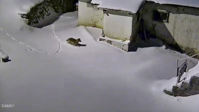 Elazığ'da evin çevresinde yiyecek arayan kurt kamerada