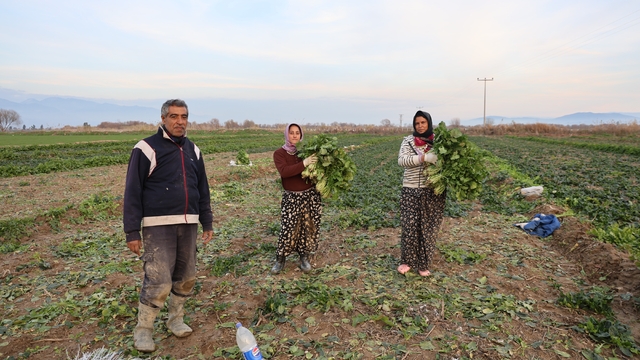 Aydın'da soğuk hava sebzeyi vurdu, tarlada verim düştü