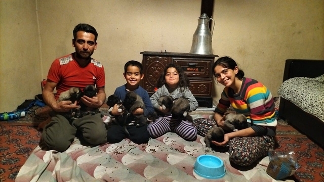 Fırtına sonrası devrilen ağaçların altında kalarak telef olan anne köpeğin yavrularına sahip çıktılar
Geceyi evde geçiren 8 yavru köpekten birini sahiplenen aile, 7 tanesini barınağa teslim etti