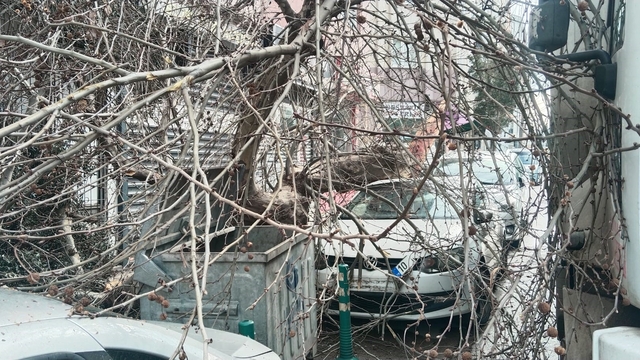 Kamyon çarptı, çınar ağacı araçların üzerine devrildi