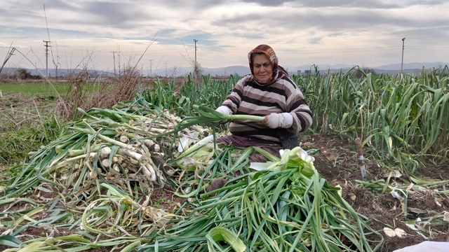 Bafra Ovası'nda pırasa hasadı: Bu yıl rekolte yüksek