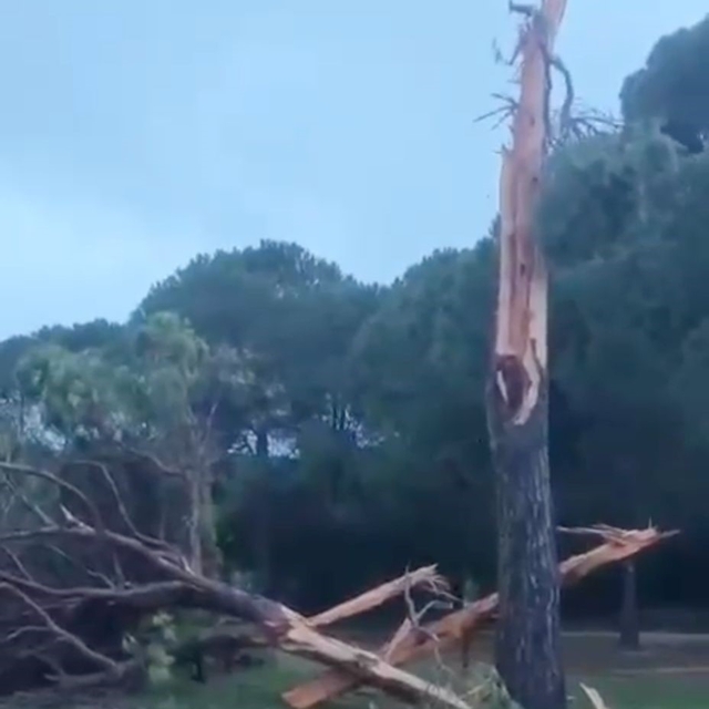 Golf sahasına düşen yıldırım ağacı parçalara ayırdı