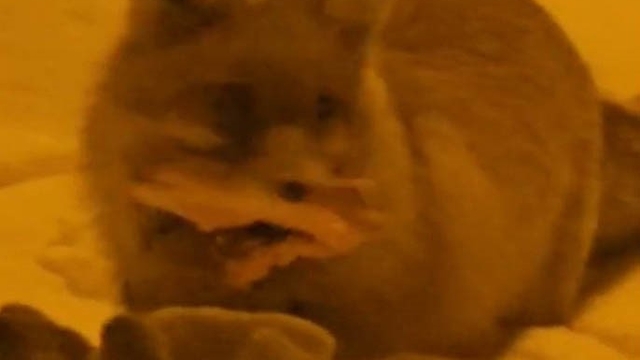 Hakkâri'de yerleşim alanına inen tilki kamerada