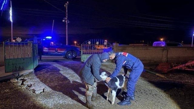 Nevşehir'de büyükbaş hayvan hırsızları jandarmadan kaçamadı