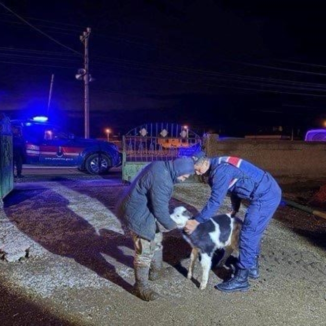 Nevşehir'de büyükbaş hayvan hırsızları jandarmadan kaçamadı
