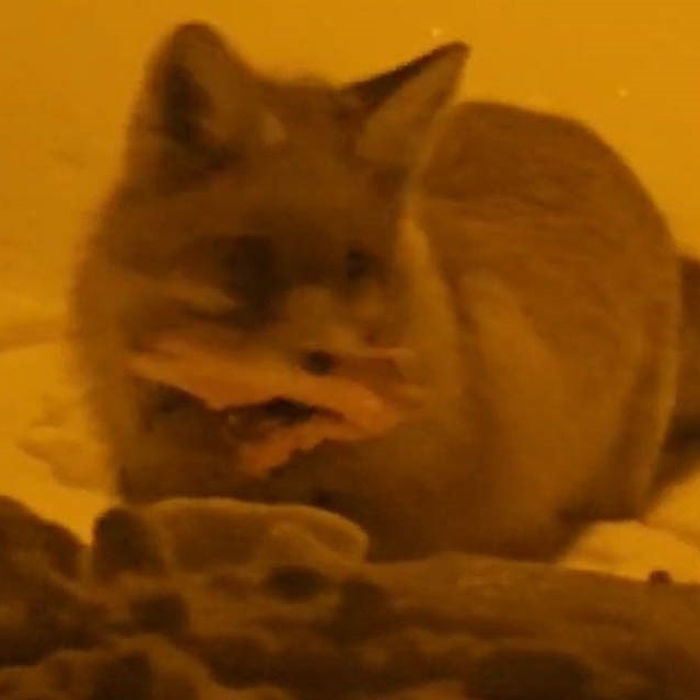 Hakkâri'de yerleşim alanına inen tilki kamerada