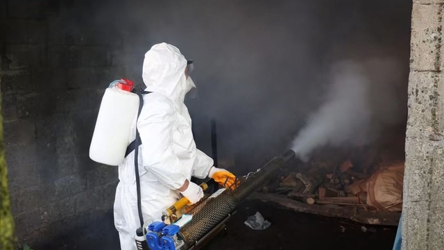 Ordu'da kahverengi kokarcaya karşı 300 binden fazla kışlak ilaçlanıyor