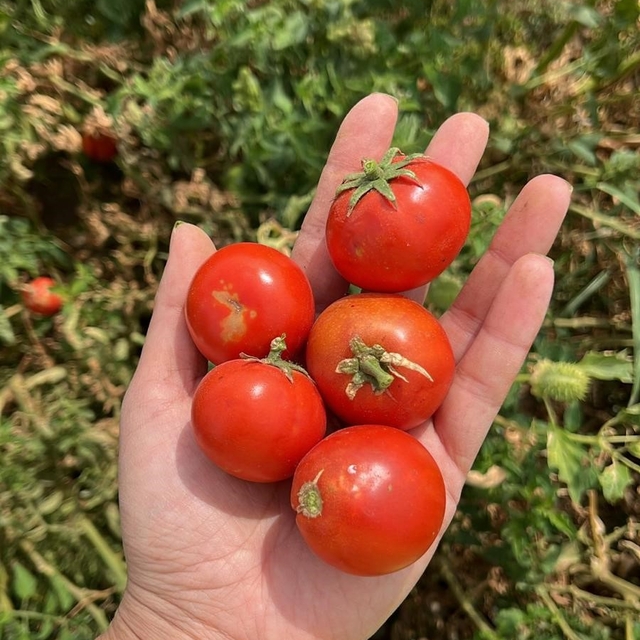 Balıkesir Büyükşehir Belediyesi, Ata Tohumları ile envanterini güçlendiriyo...