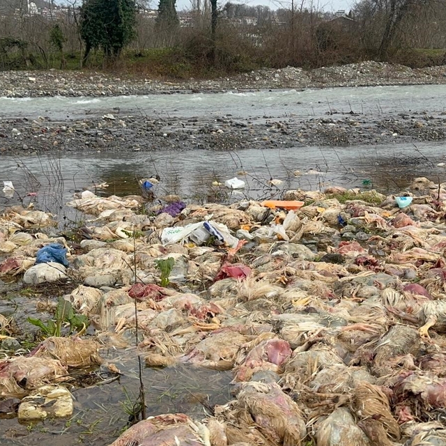 Alaplı'da çay yatağında onlarca tavuk ölüsü bulundu