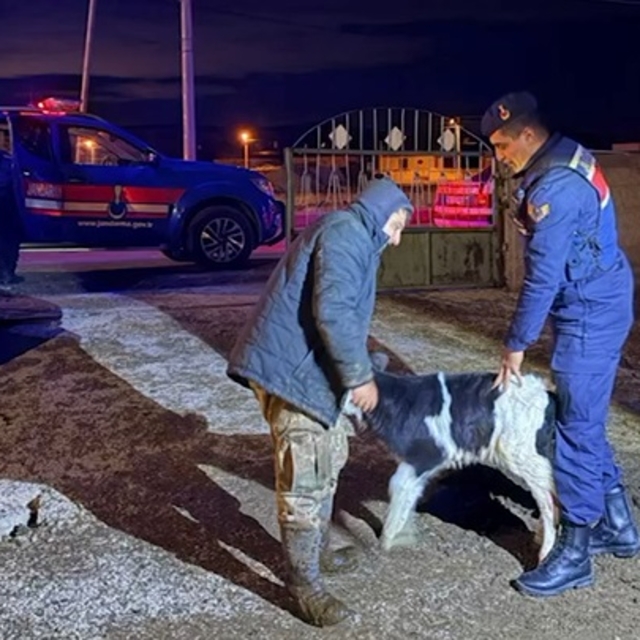 Nevşehir'de buzağı çalan 5 şüpheli tutuklandı