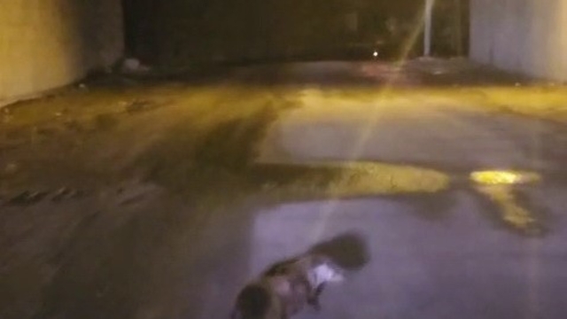 Yol ortasındaki su samuru görüntülendi