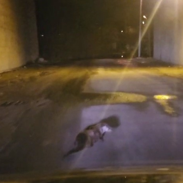 Yol ortasındaki su samuru görüntülendi