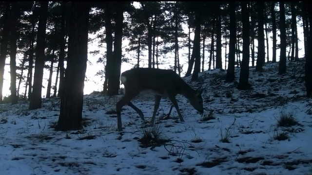 Tekirdağ'da Ganos Dağı'nda yaban hayatı fotokapana yansıdı
