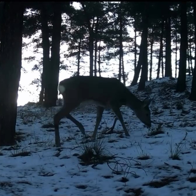 Tekirdağ'da Ganos Dağı'nda yaban hayatı fotokapana yansıdı