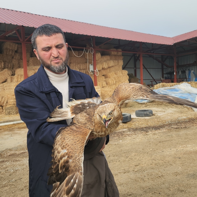 Amasya'da yaralı halde bulunan kızıl şahin tedaviye alındı