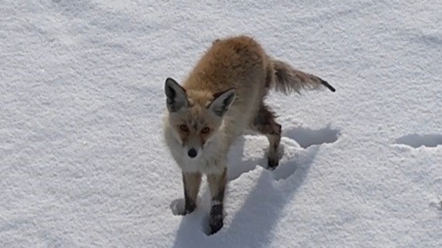 Kars'ta tilkinin dronla imtihanı: Önce baktı, sonra hızla kaçtı