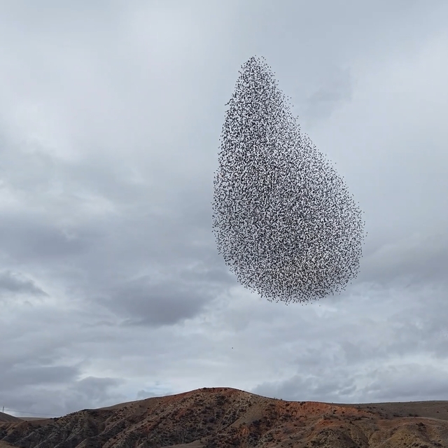 Sığırcık kuşlarından görsel şölen