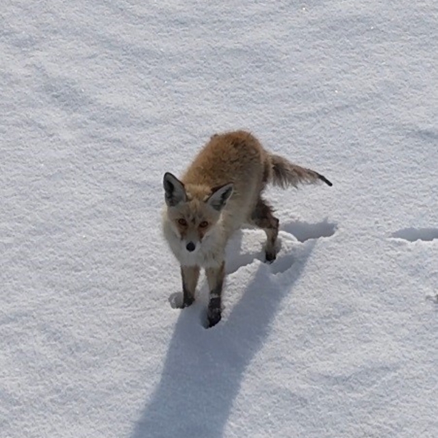 Kars'ta tilkinin dronla imtihanı: Önce baktı, sonra hızla kaçtı