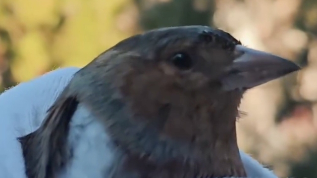 Çanakkale'de ispinoz tedavi sonrası doğaya salındı