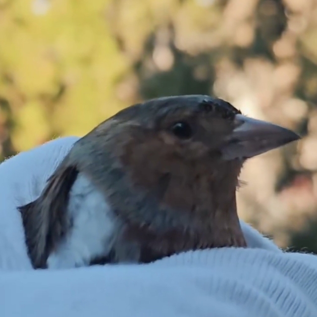 Çanakkale'de ispinoz tedavi sonrası doğaya salındı