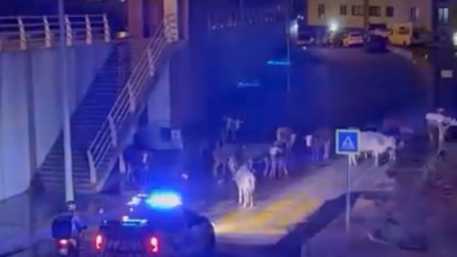 İzmir'de polisin "İnekler dağılın" anonsu gülümsetti