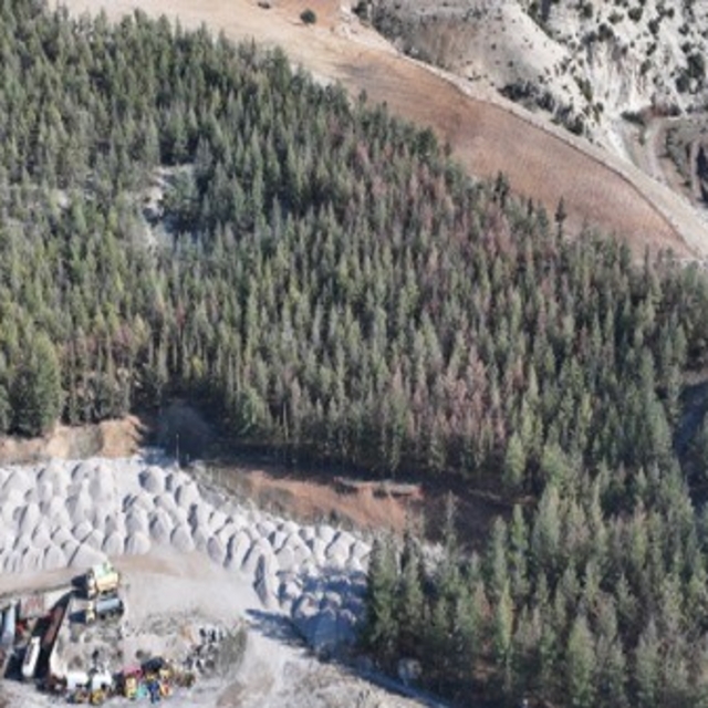 Kilis'te Akdeniz çam kabuk böceğine karşı biyoteknik mücadele