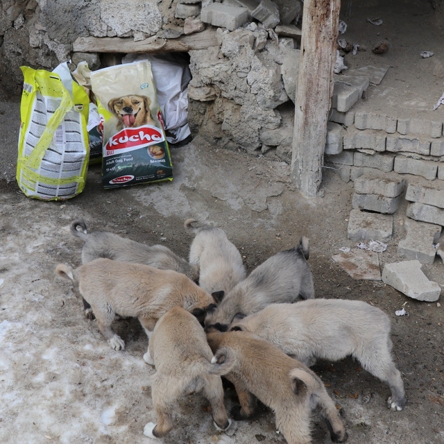 İstanbul'dan Erzurum'a uzanan yardım eli
Sokak köpeğinin yavrularına 45 kil...