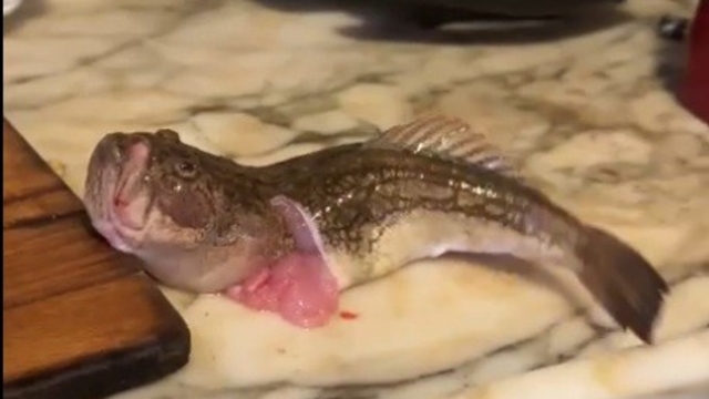 İçi temizlenen balık dakikalarca çırpınmaya devam etti.