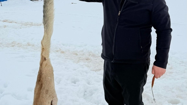 Kurtlarla dövüşen köpekten geriye postu kaldı
Sivas'ta yerleşim yerine inen 6 kurt, bir köpeği telef etti, köpekten geriye sadece postu kaldı