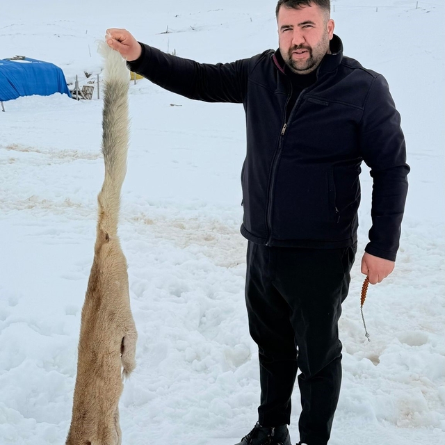 Kurtlarla dövüşen köpekten geriye postu kaldı
Sivas'ta yerleşim yerine inen...