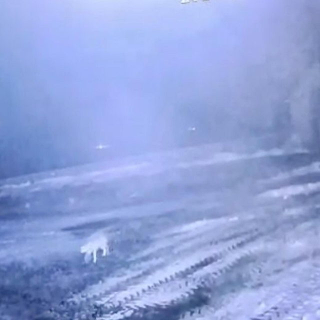 Sisli havada köye inen kurt, ağıldaki 200 koyunu öldürdü