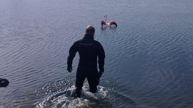 İzmir'de vücuduna ip dolanan flamingo kurtarıldı