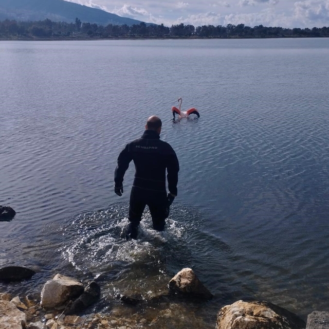 İzmir'de vücuduna ip dolanan flamingo kurtarıldı