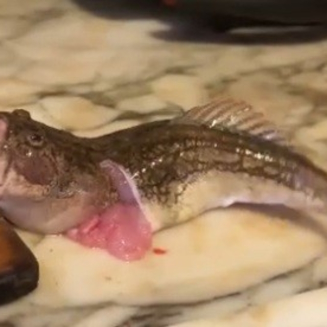 İçi temizlenen balık dakikalarca çırpınmaya devam etti.