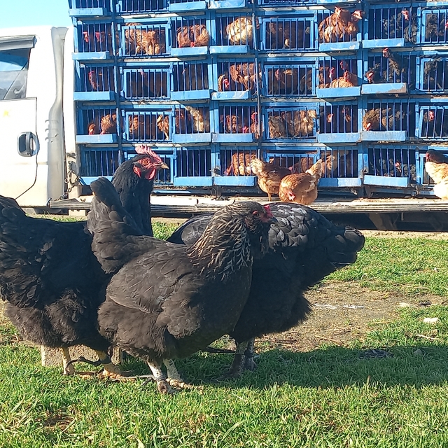 Köy köy gezerek canlı tavuk satıyor