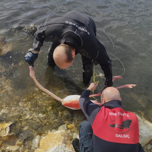 Flamingoya hayat veren kurtarma operasyonu