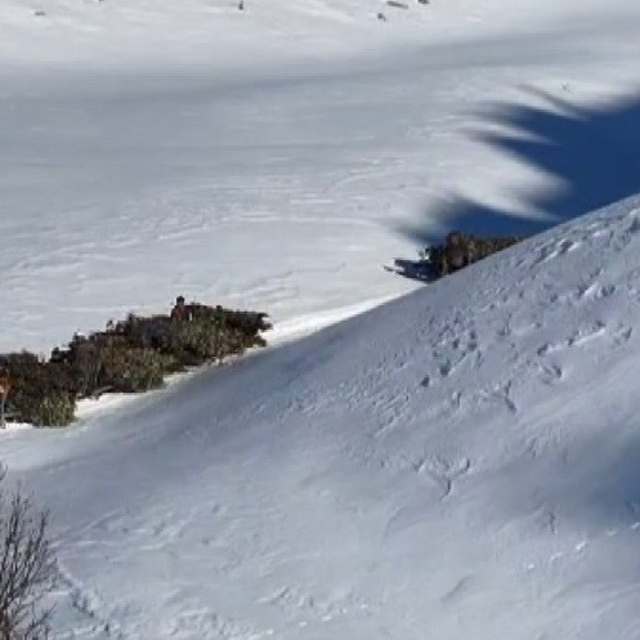 Bitlis'te hayvanlar için kızaklı yem mesaisi