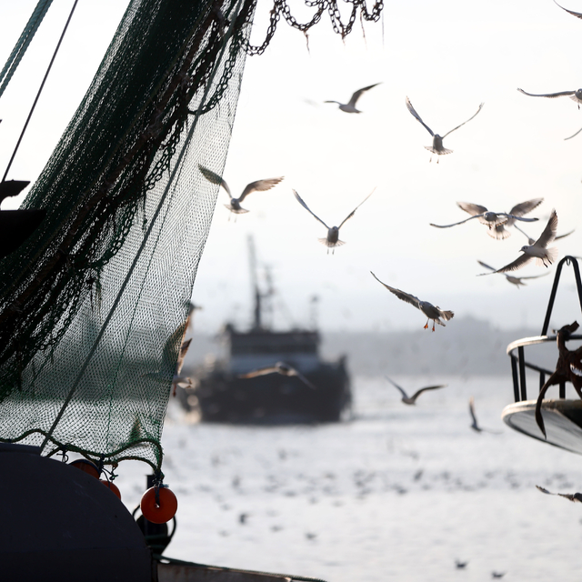 İğneada'da martılar balıkçı teknelerinin peşini bırakmıyor