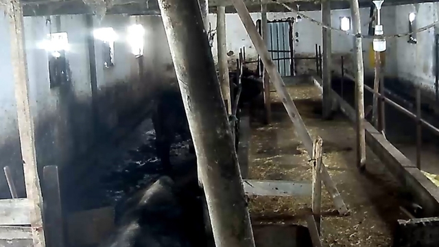 Tokat'ta ahırın çatısı çöktü