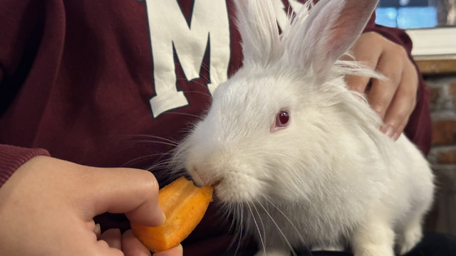 Kedinin ağzından kurtarılan tavşan "Tombiş" kafenin maskotu oldu