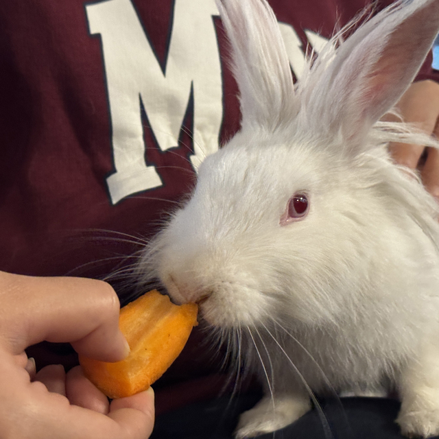 Kedinin ağzından kurtarılan tavşan "Tombiş" kafenin maskotu oldu