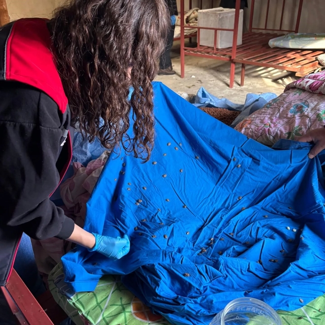 Samuray arısı üretiminde kullanılmak üzere kahverengi kokarca topluyorlar