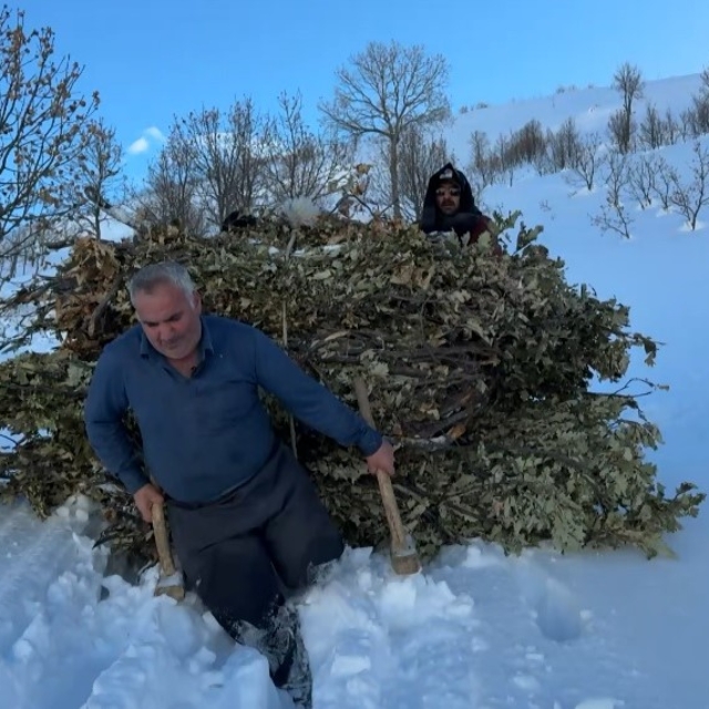 Bitlis'te besiciler, karda kızakla hayvanlarına ot taşıyor