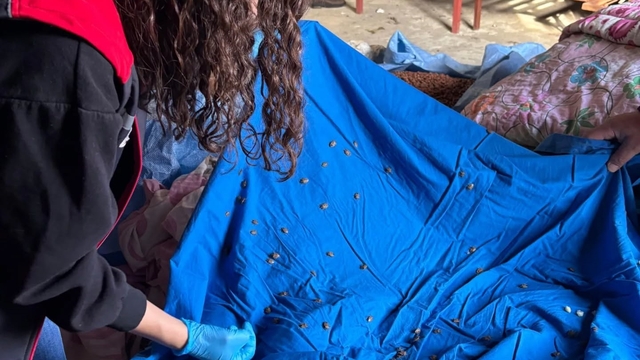 Samuray arısı üretiminde kullanılmak üzere kahverengi kokarca topluyorlar