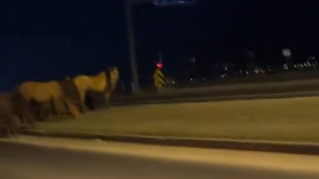 Bolu'da yılkı atları D-100'e indi: Orta refüjde otladılar