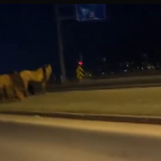 Bolu'da yılkı atları D-100'e indi: Orta refüjde otladılar