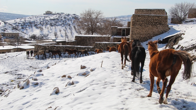Yılkı atları fotoğrafçıların gözdesi oldu
